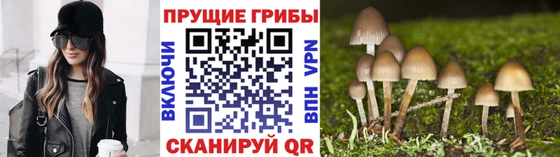 Галлюциногенные грибы Psilocybine cubensis  Купить закладки  Плёс 